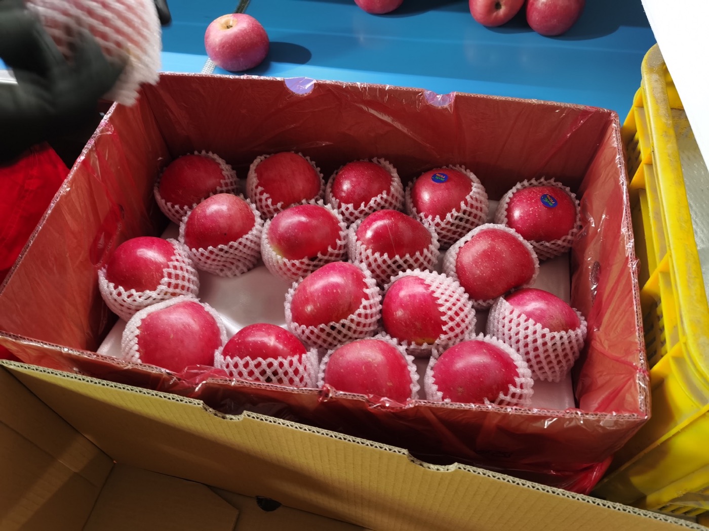 Fuji apples packed for export