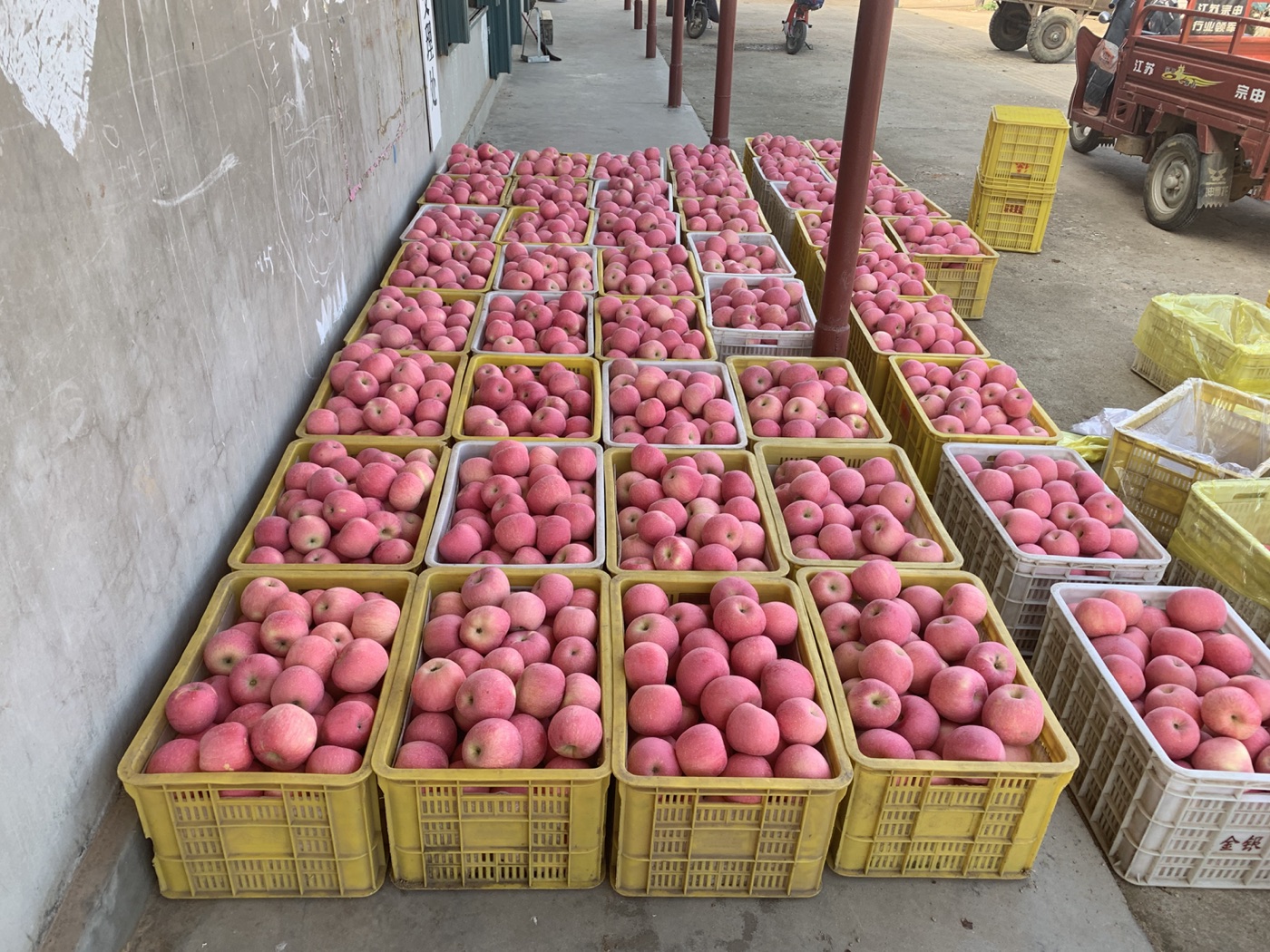 Freshly harvested apples prepared for grading